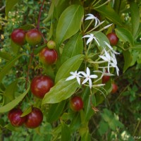 Carissa inermis